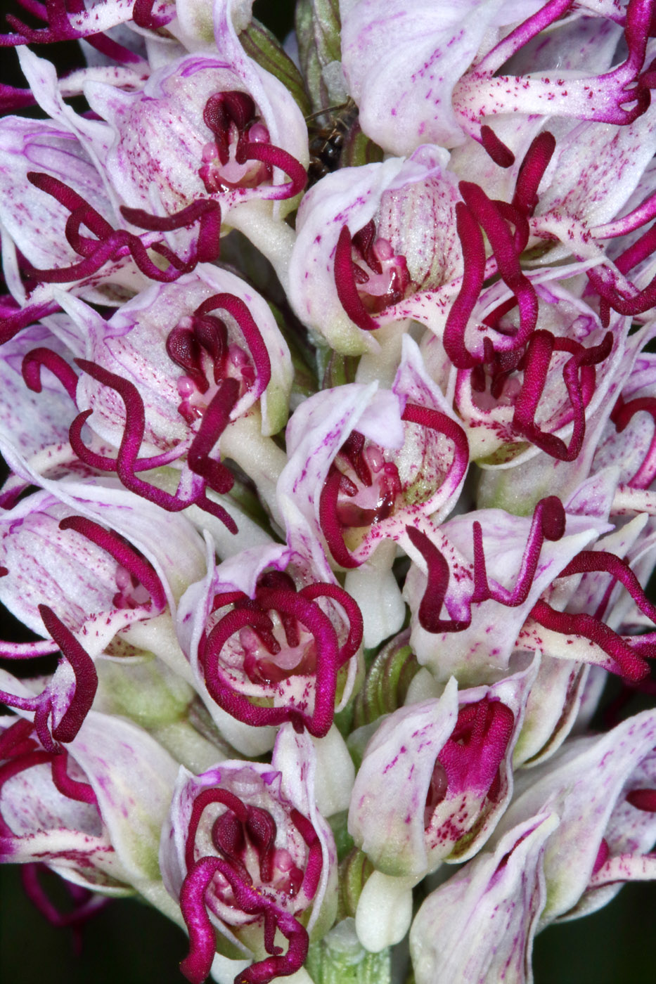 Image of Orchis simia specimen.