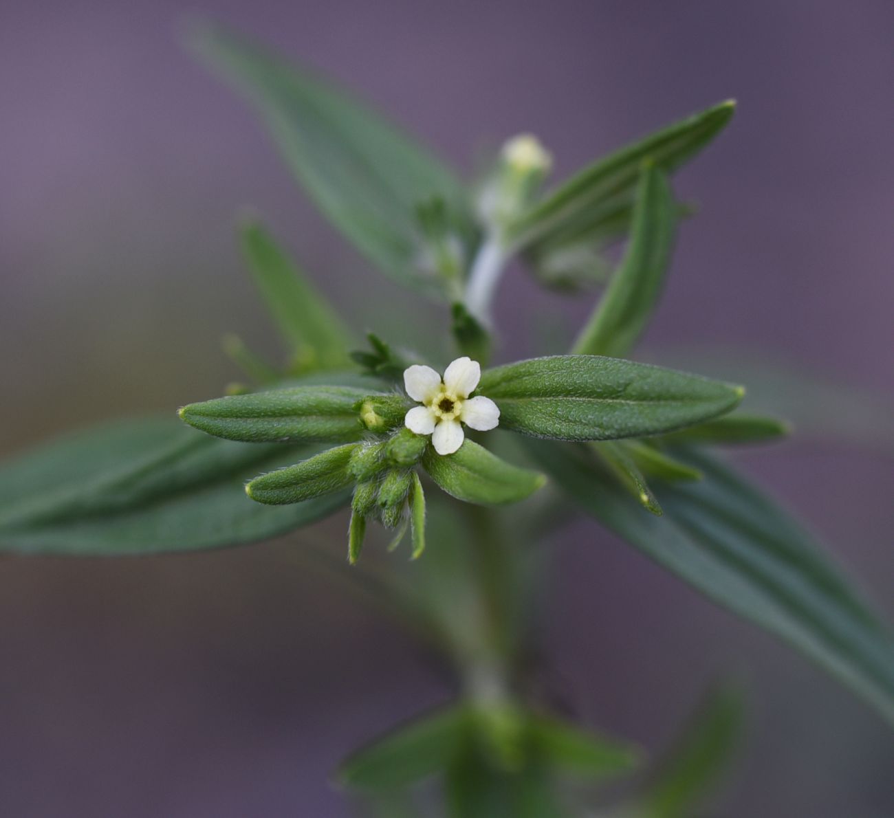 Image of Lithospermum officinale specimen.