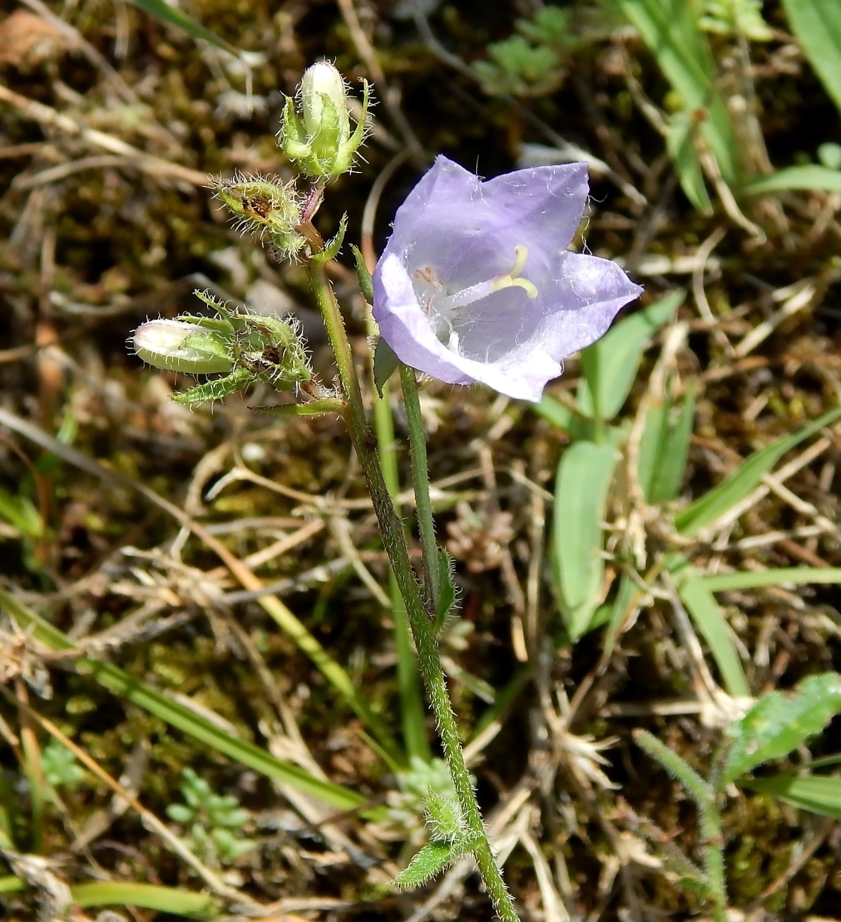 Изображение особи Campanula bzybica.
