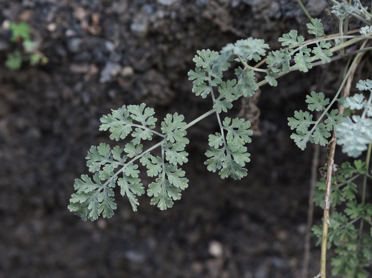 Image of Pyrethrum demetrii specimen.