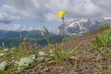 Tragopogon reticulatus