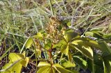 Vitex pinnata. Верхушка плодоносящего растения. Вьетнам, провинция Кханьхоа, г. Нячанг, гора Co Tien (Angel Mountain), склон с травяно-кустарниковой растительностью. 08.09.2023.