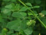 Medicago denticulata