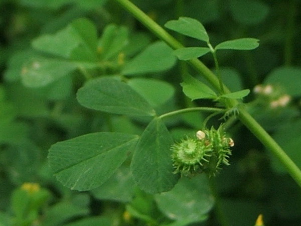 Image of Medicago denticulata specimen.