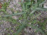 Cirsium arachnoideum. Часть побега. Чечня, Шаройский р-н, правый берег р. Шароаргун в 200 м выше устья р. Кенхи, луг на краю лиственного леса. 12 августа 2023 г.