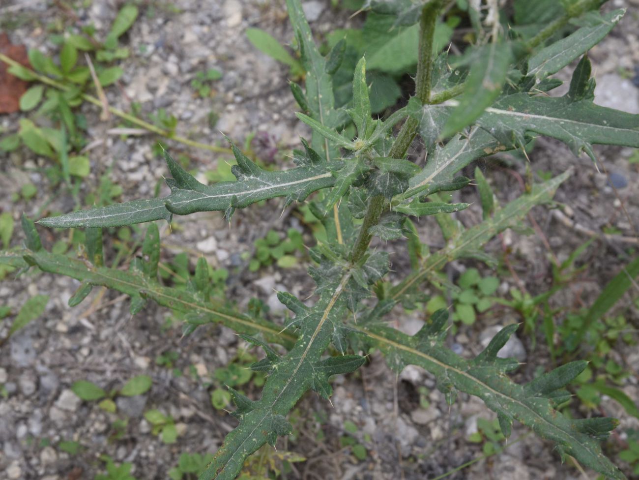 Image of Cirsium arachnoideum specimen.