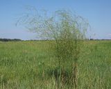 Asparagus officinalis. Зацветающее растение. Ульяновская обл., Мелекесский р-н, окр. с. Куликовка, остепнённый луг с участками засоления. 03.06.2023.