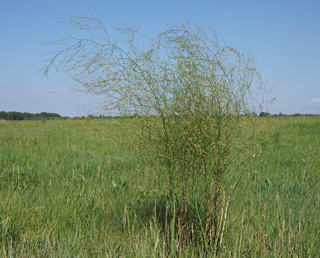 Изображение особи Asparagus officinalis.