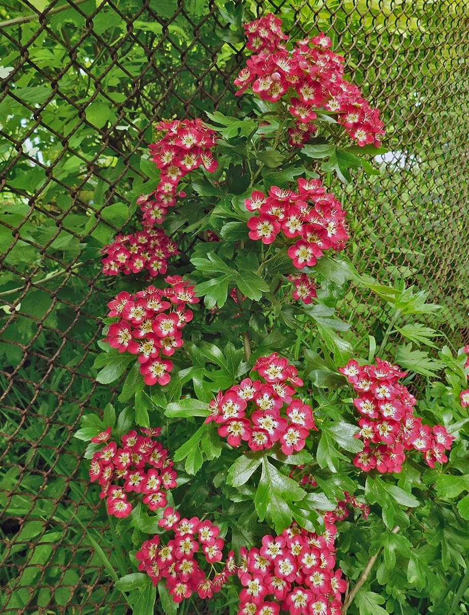 Image of Crataegus &times; media specimen.