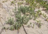 Polygonum maritimum. Цветущие растения в сообществе с Xanthium orientale. Испания, автономное сообщество Каталония, провинция Жирона, комарка Альт-Эмпорда, муниципалитет Сан-Педро-Пескадор, устье р. Флувиа, пляж. 07.04.2024.