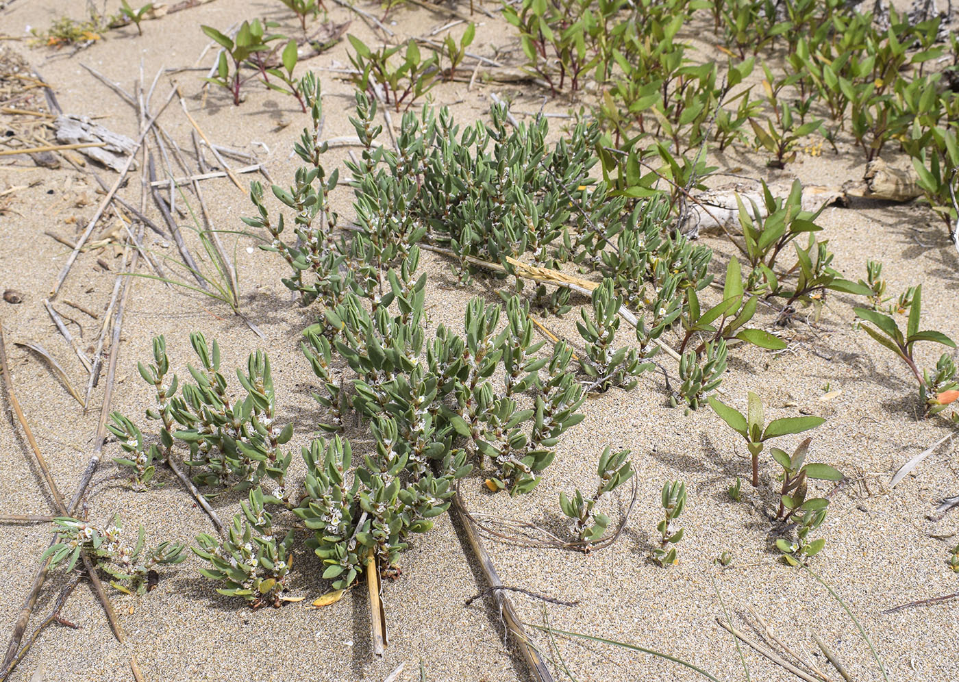 Изображение особи Polygonum maritimum.