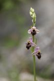 Ophrys oestrifera