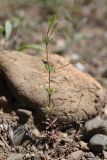 Galium tenuissimum