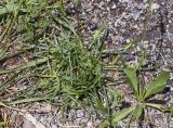 Plantago maritima подвид serpentina. Зацветающие растения; справа – розетка листьев Plantago lanceolata. Испания, Каталония, пров. Жирона, комарка Ла-Гарроча, муниципалитет Ла-Валь-де-Бианья, подр-н (субкомарка) Л’Альта-Гарроча, 820 м н.у.м., окр. перевала Capsacosta, смешанный лес, обочина дороги. 23.06.2024.