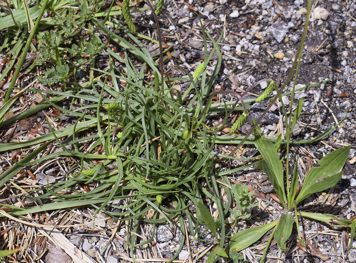 Изображение особи Plantago maritima ssp. serpentina.