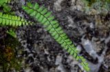 Adiantum malesianum