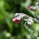 Cynoglossum officinale