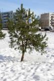 Изображение особи. Автор - Александр Кирсанов