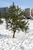 Pinus sylvestris. Молодое дерево. Псковская обл., г. Псков, ул. Коммунальная. 25.02.2007.