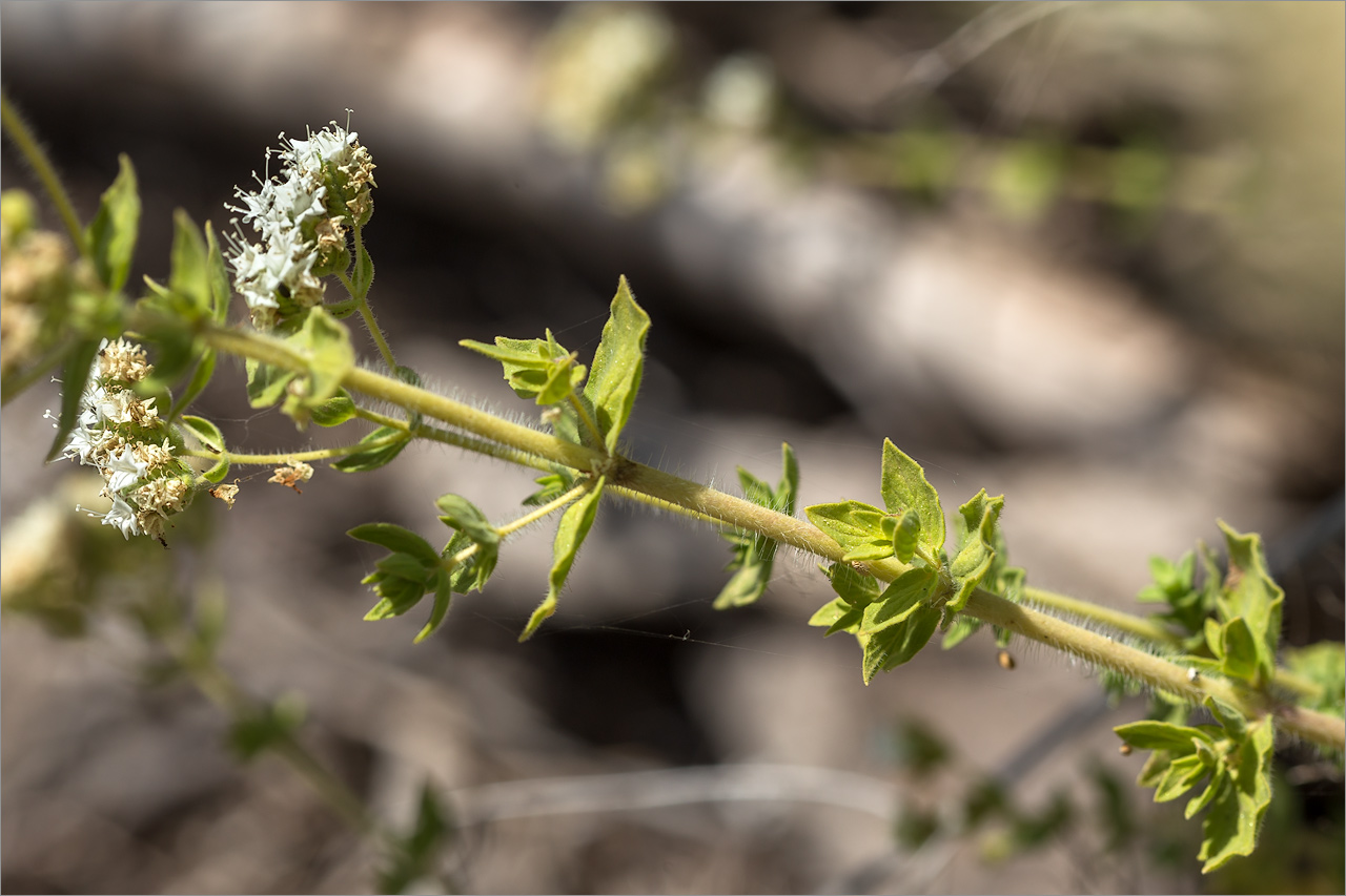 Image of Origanum onites specimen.