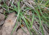 Poa malacantha var. vivipara