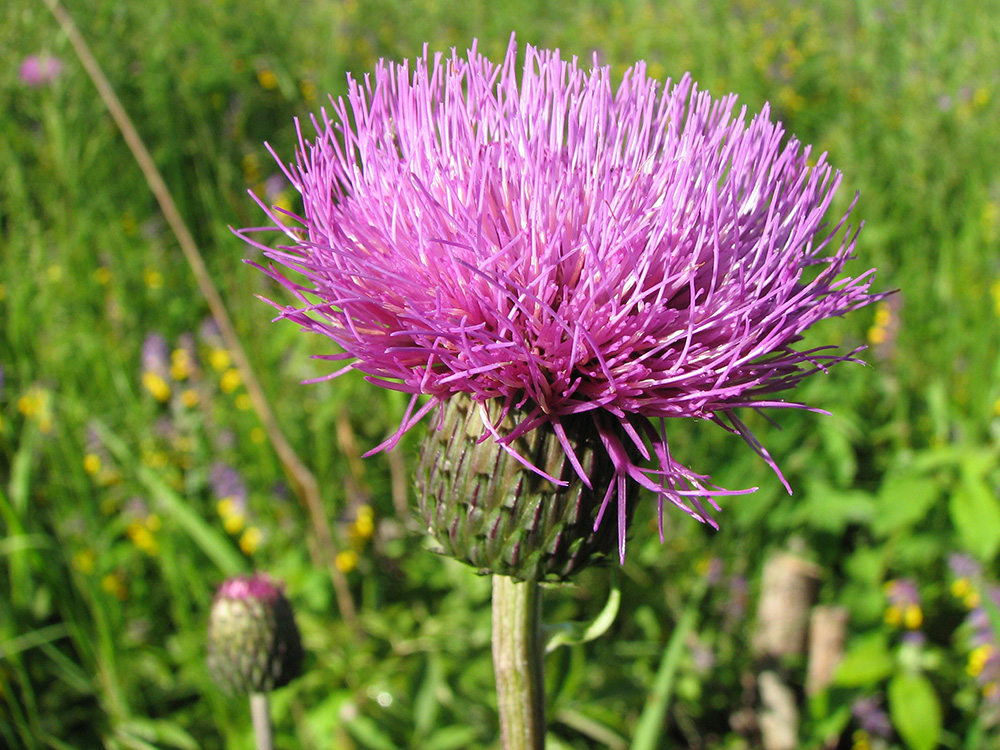 Изображение особи Cirsium heterophyllum.