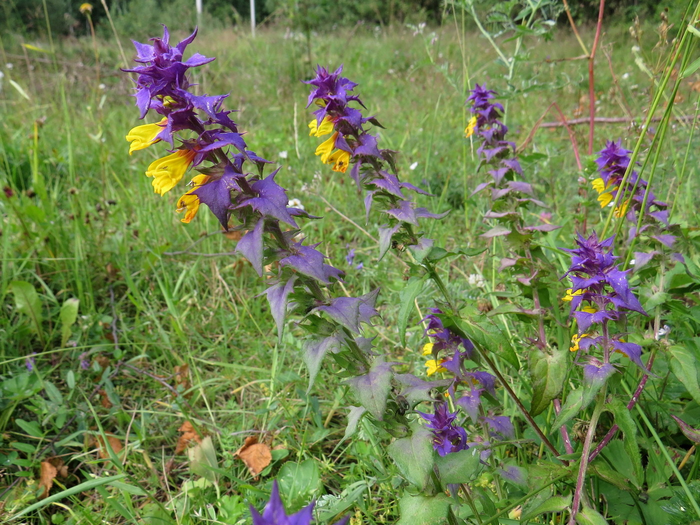 Image of Melampyrum nemorosum specimen.