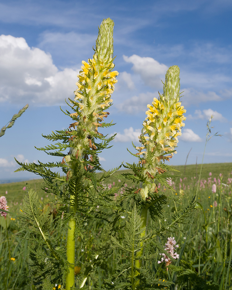 Изображение особи Pedicularis condensata.