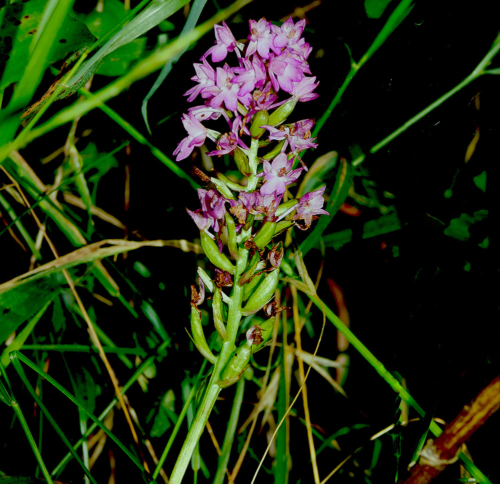 Image of Anacamptis pyramidalis specimen.