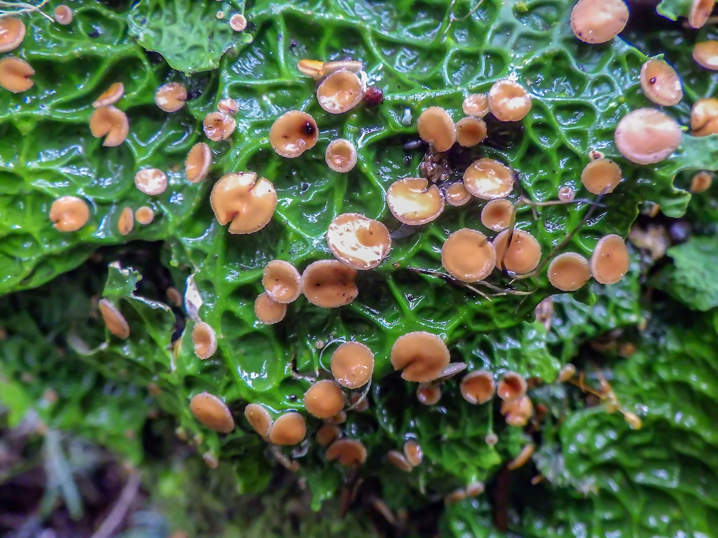 Изображение особи Lobaria pulmonaria.