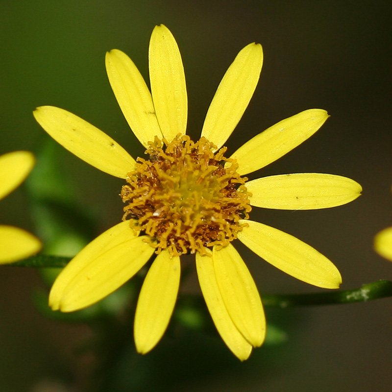 Изображение особи Senecio erraticus.