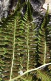 Athyrium filix-femina