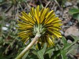Taraxacum brassicifolium. Верхушка побега с соцветием (вид со стороны обёртки). Хабаровский край, окр. г. Комсомольск-на-Амуре, обочина грунтовой дороги. 19.05.2025.