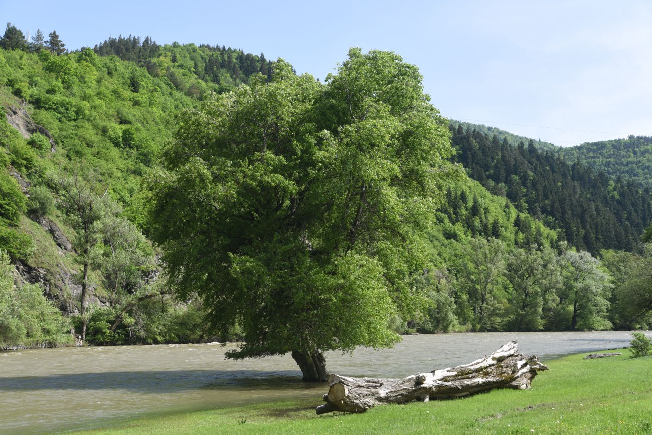 Image of genus Populus specimen.