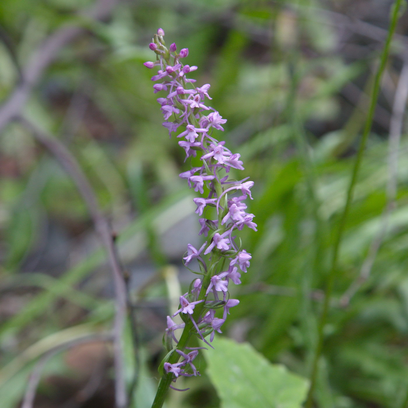 Image of Gymnadenia conopsea specimen.