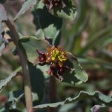 Euphorbia undulata