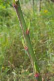genus Yucca