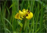 Iris pseudacorus. Цветок с питающимся шмелём. Московская обл., Раменский р-н, окр. дер. Хрипань, садовый участок. 18.06.2025.