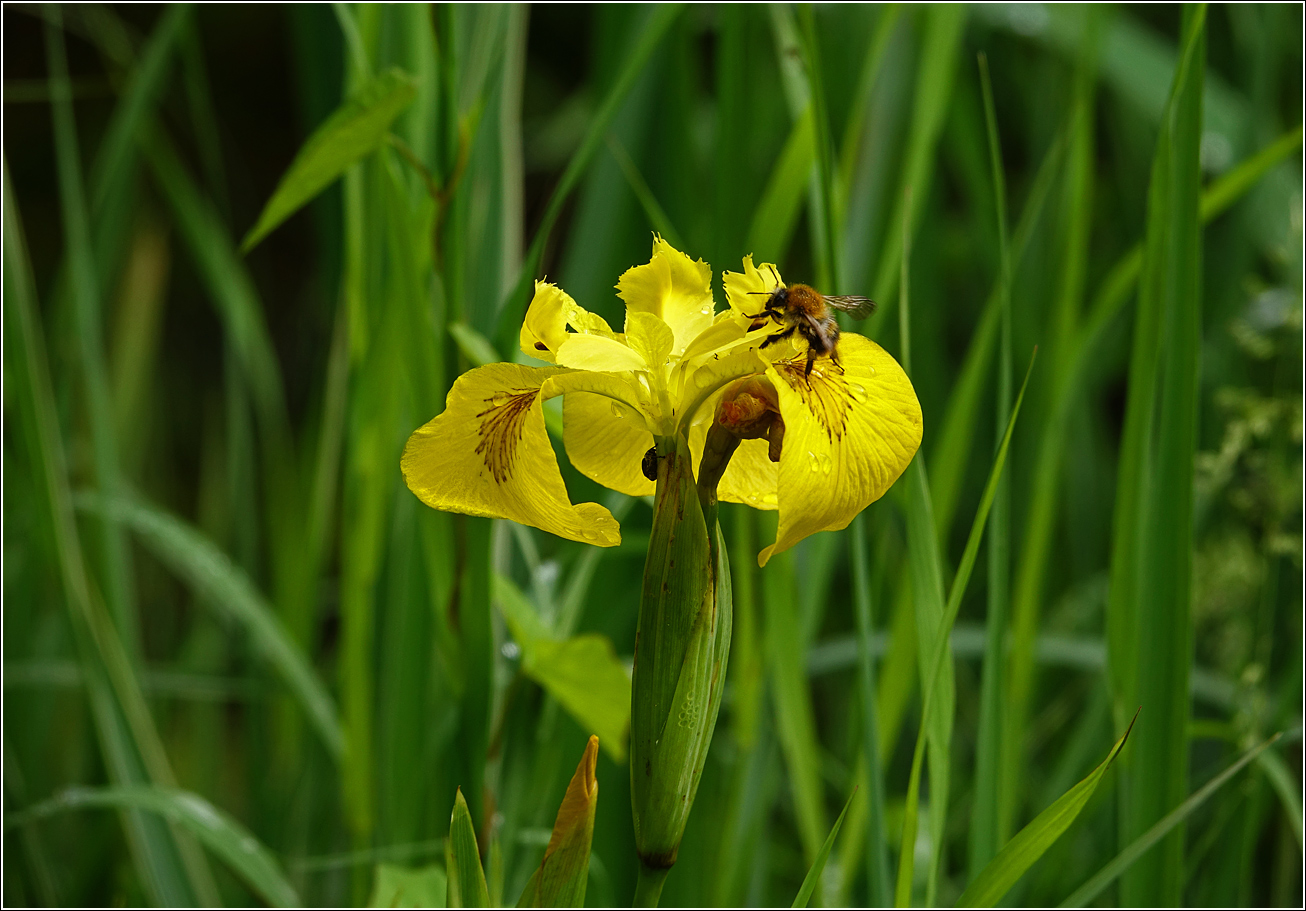 Image of Iris pseudacorus specimen.