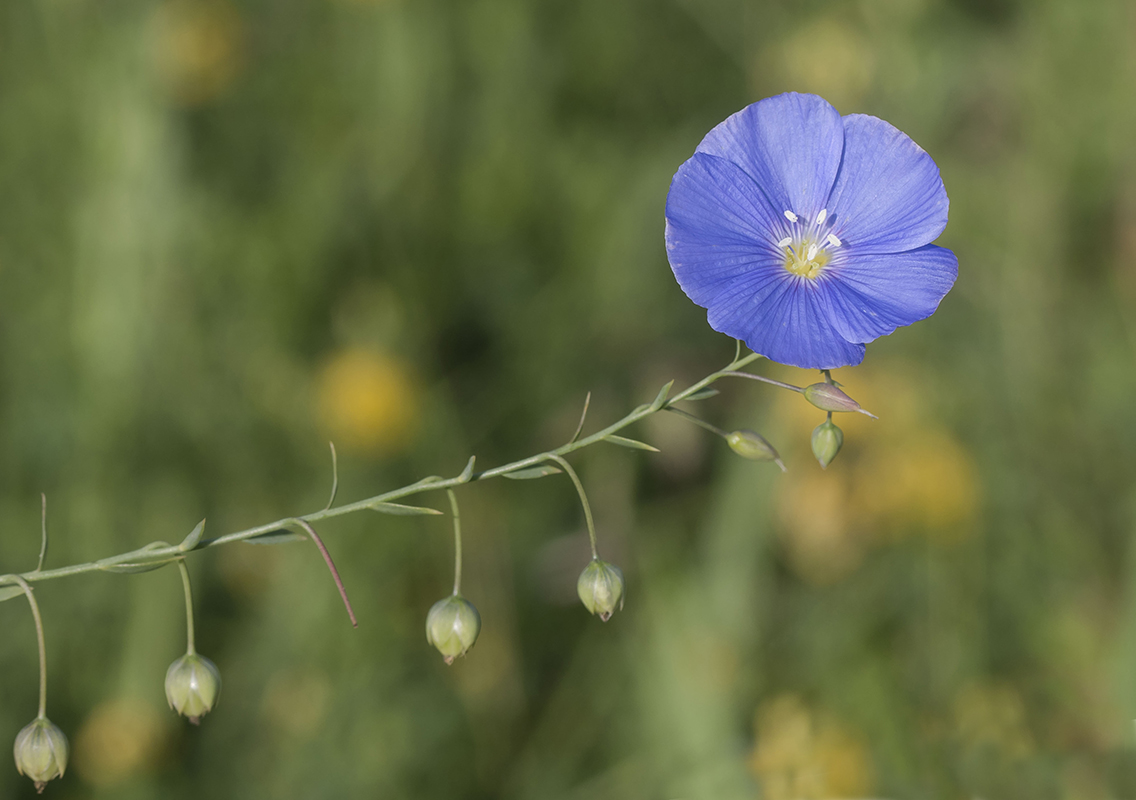 Image of Linum austriacum specimen.