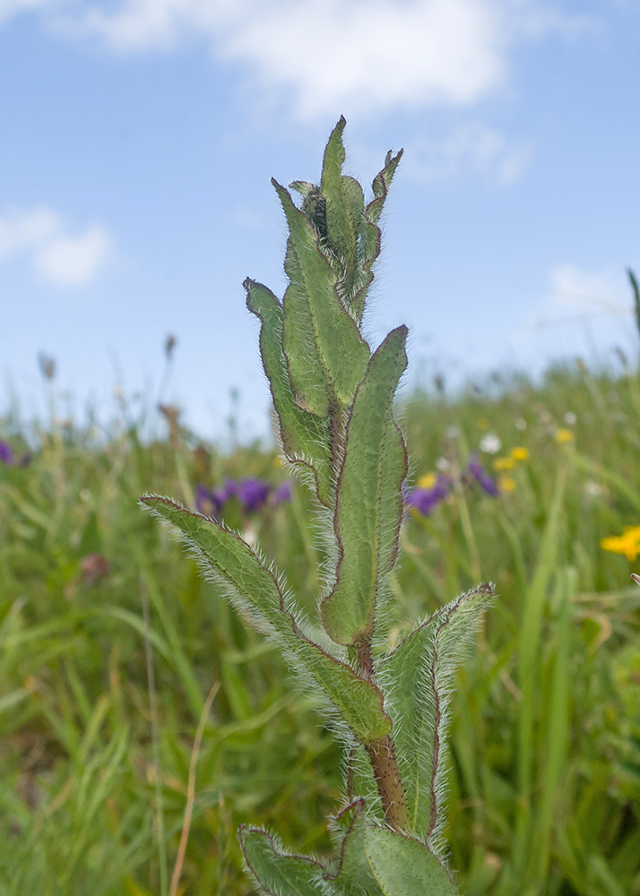Изображение особи род Hieracium.