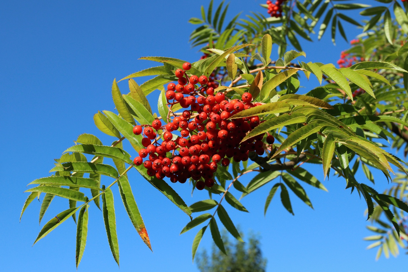 Изображение особи Sorbus commixta.
