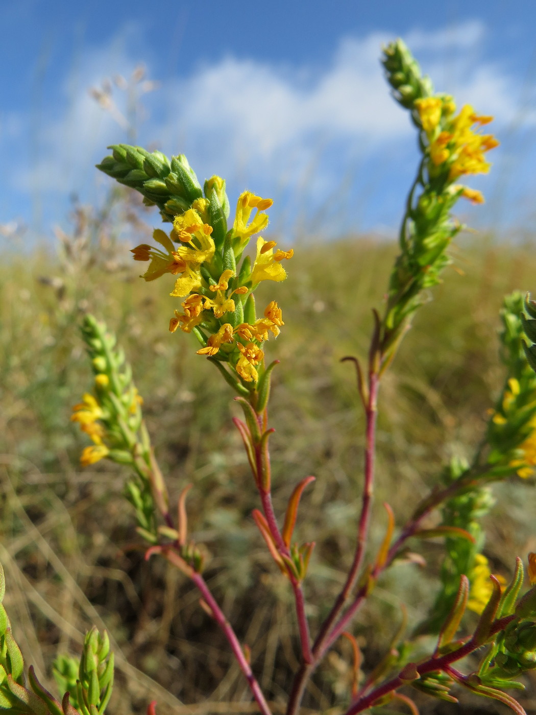 Image of Orthanthella lutea specimen.