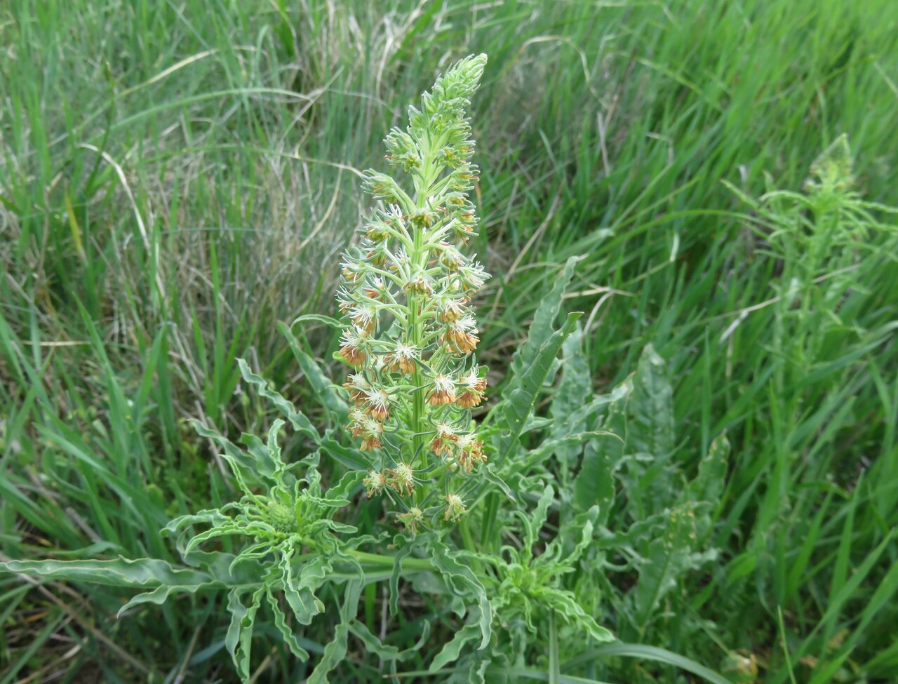 Изображение особи Reseda inodora.