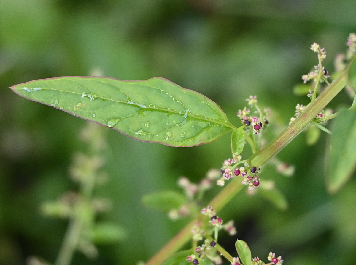 Изображение особи Lipandra polysperma.