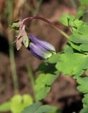 Aquilegia sibirica
