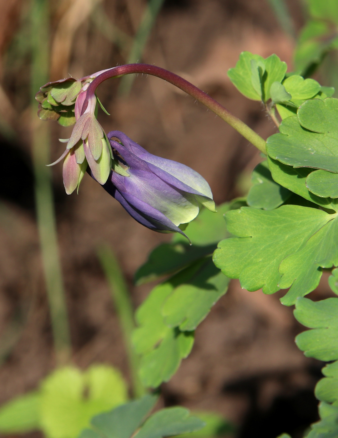 Image of Aquilegia sibirica specimen.