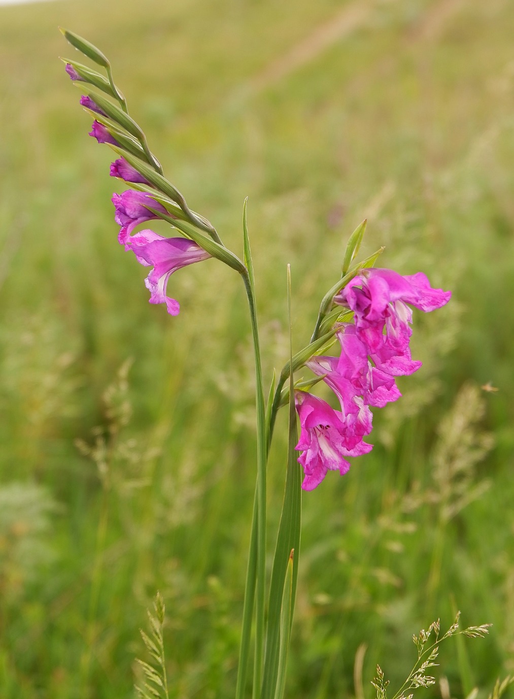 Изображение особи Gladiolus tenuis.