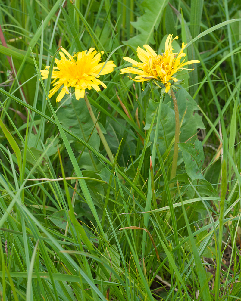 Image of genus Taraxacum specimen.
