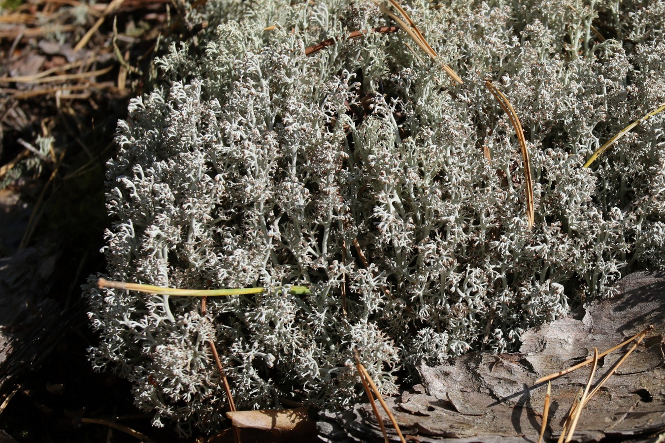Изображение особи Cladonia rangiferina.